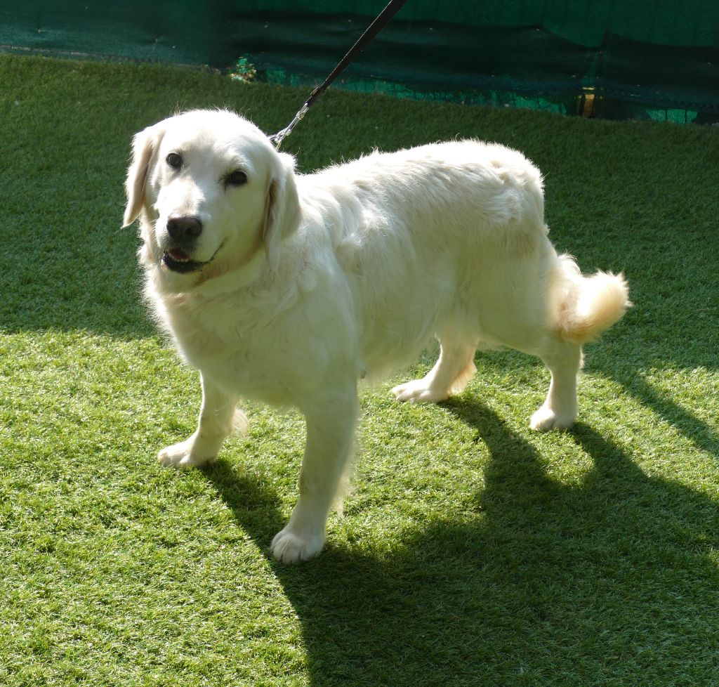 Rafale Du Domaine De Dague