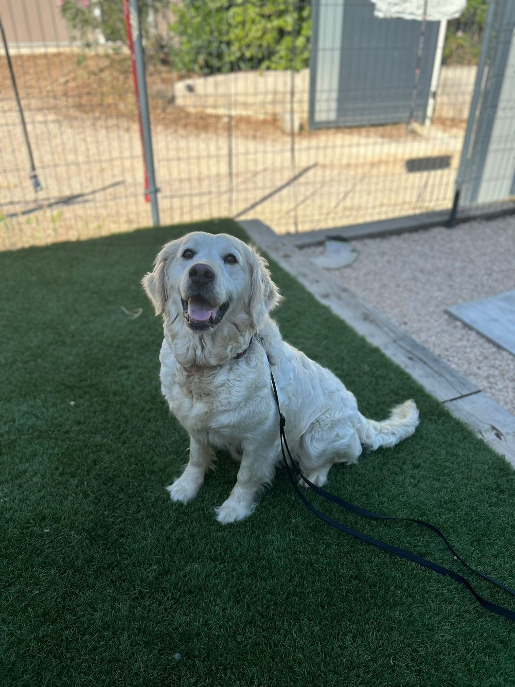 PEARL WHITE Du Domaine De Dague