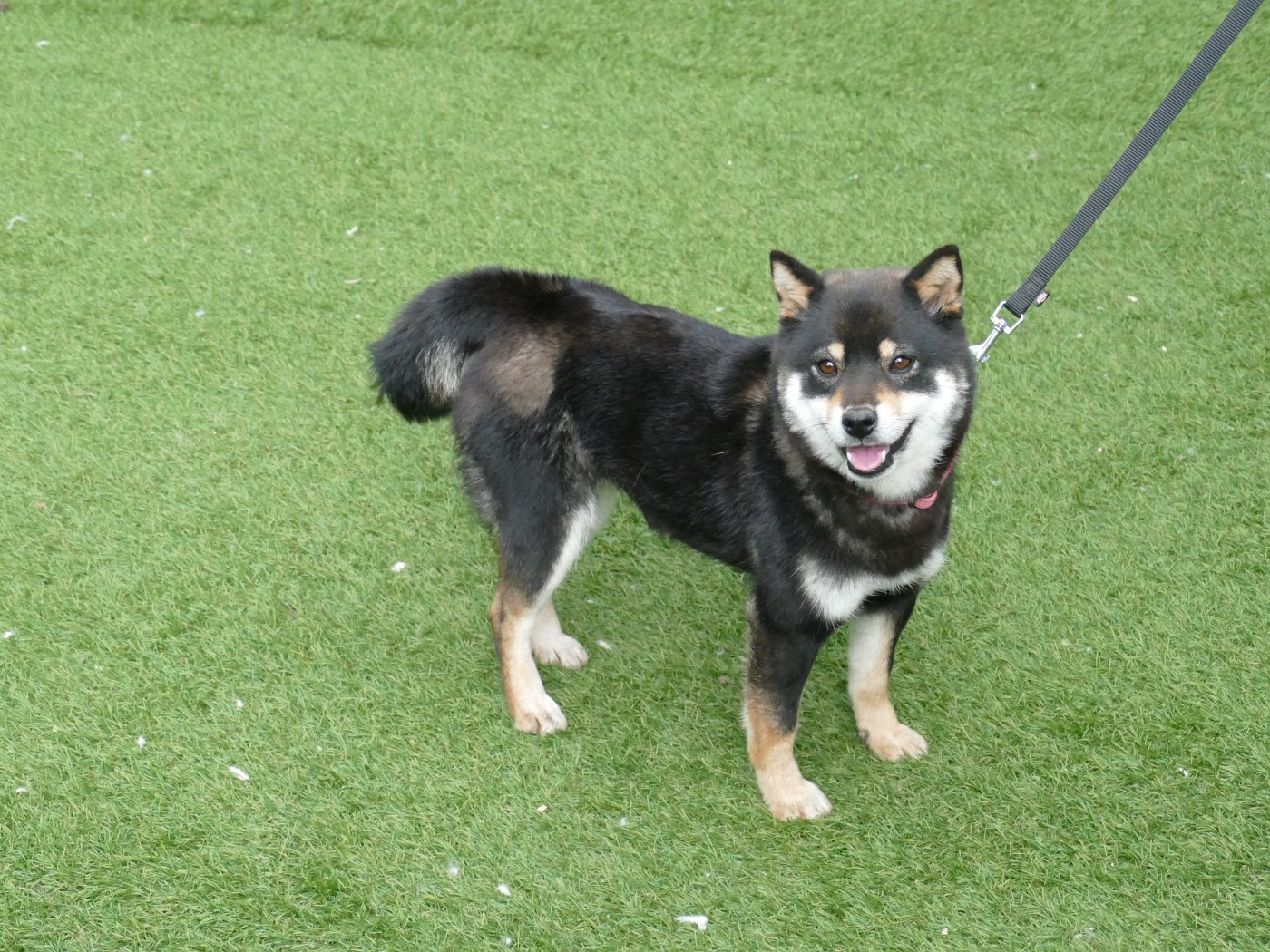 Unelle Du Temps Des Amazones