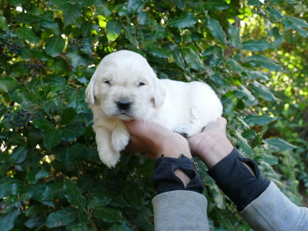 Du Temps Des Amazones - Chiots disponibles - Golden Retriever