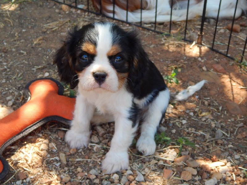 Du Temps Des Amazones - Cavalier King Charles Spaniel - Portée née le 08/05/2015