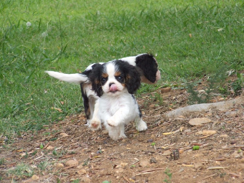 Du Temps Des Amazones - Cavalier King Charles Spaniel - Portée née le 24/06/2016