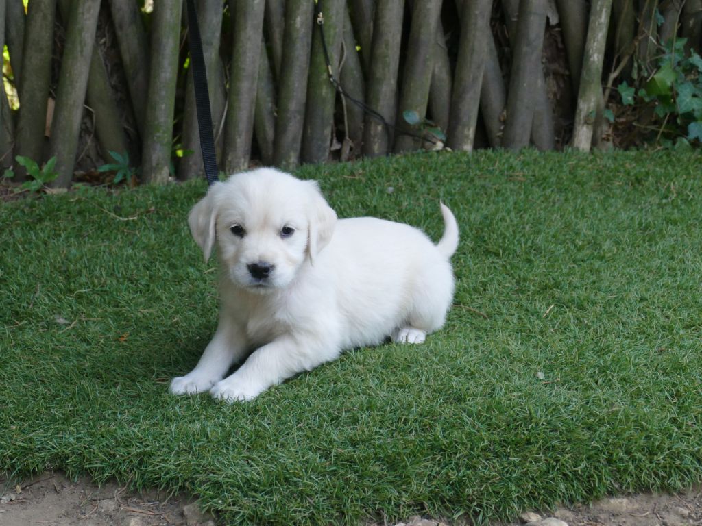 Du Temps Des Amazones - Chiots disponibles - Golden Retriever