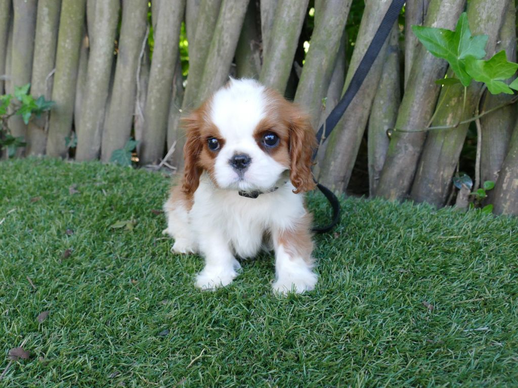 Du Temps Des Amazones - Chiots disponibles - Cavalier King Charles Spaniel