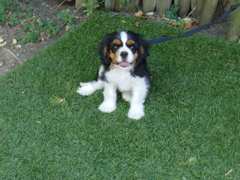 Du Temps Des Amazones - Chiots disponibles - Cavalier King Charles Spaniel