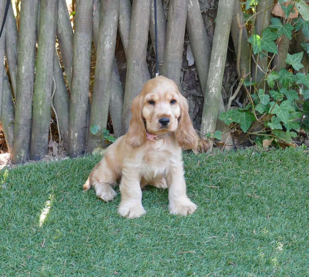 Du Temps Des Amazones - Chiots disponibles - Cocker Spaniel Anglais