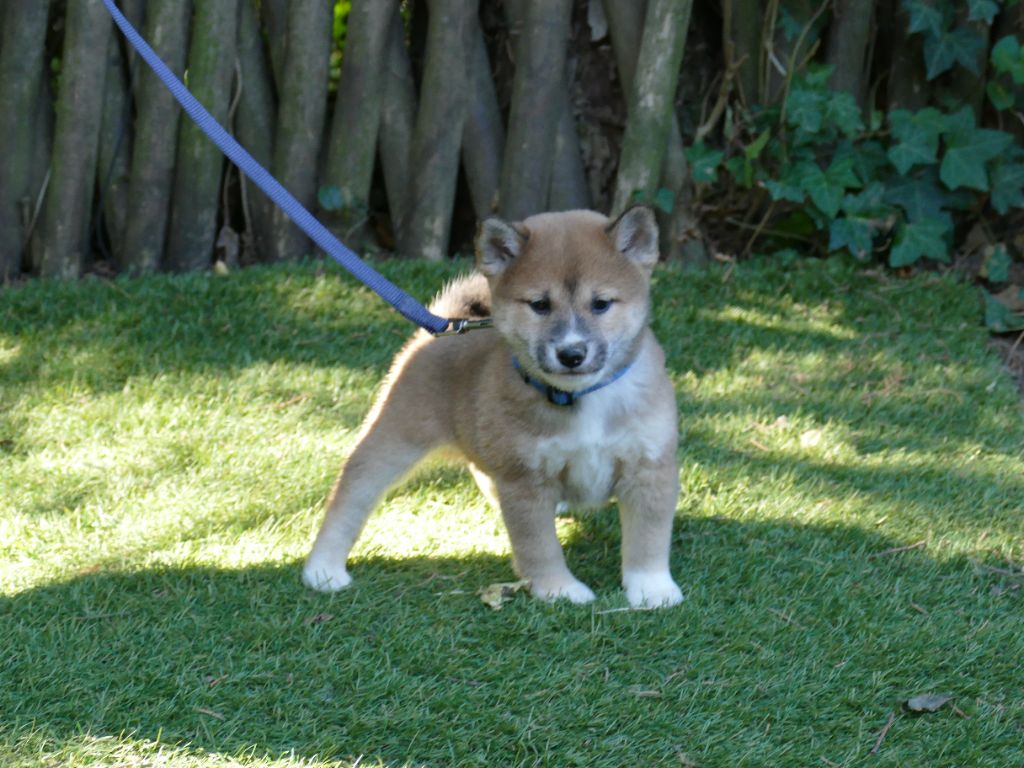 Du Temps Des Amazones - Chiots disponibles - Shiba