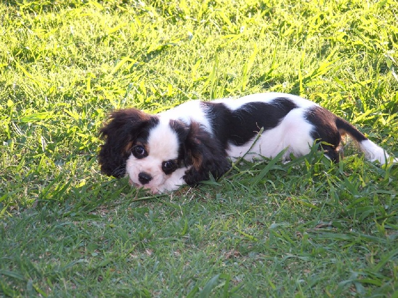 Du Temps Des Amazones - Cavalier King Charles Spaniel - Portée née le 25/06/2016