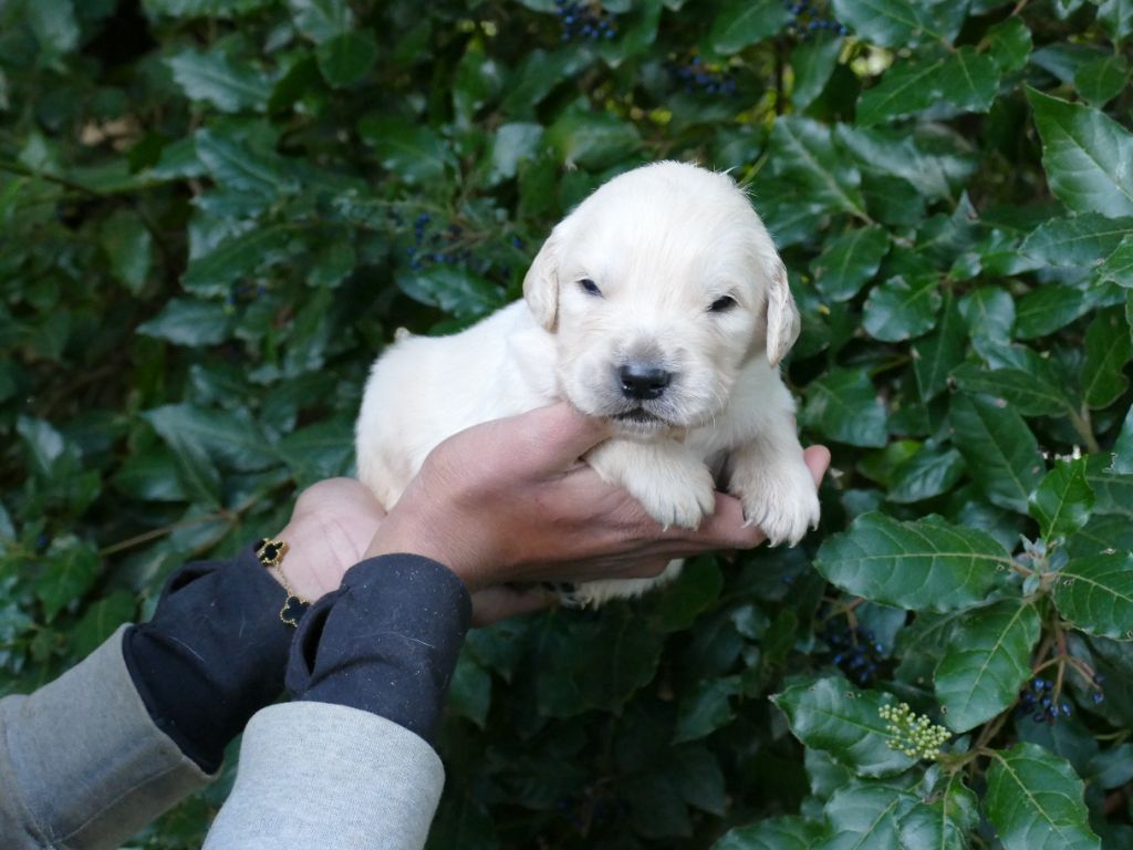 Du Temps Des Amazones - Chiots disponibles - Golden Retriever
