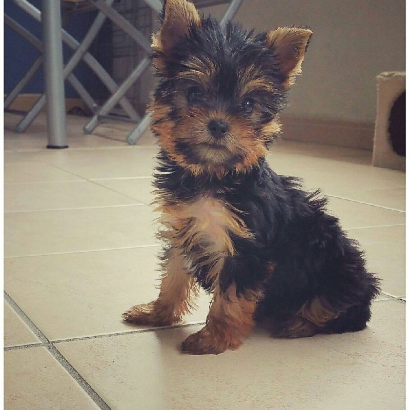 Du Temps Des Amazones - Yorkshire Terrier - Portée née le 02/07/2015