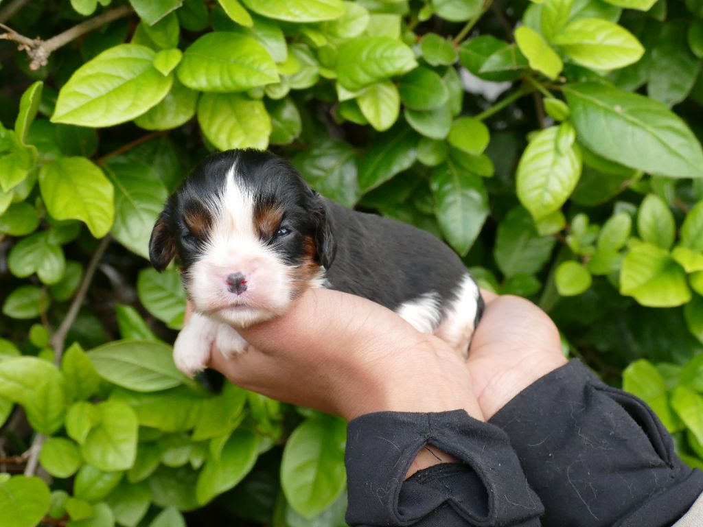 Du Temps Des Amazones - Chiots disponibles - Cavalier King Charles Spaniel