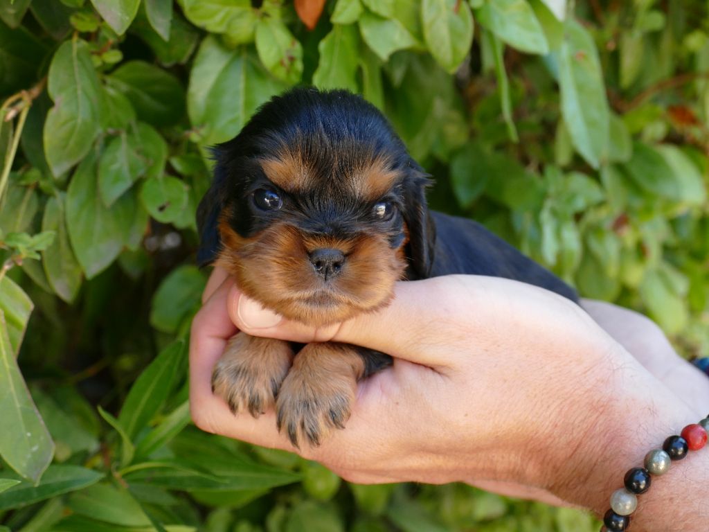 Du Temps Des Amazones - Chiots disponibles - Cavalier King Charles Spaniel