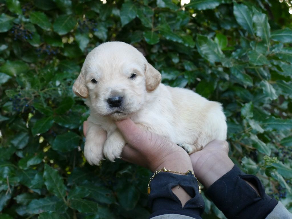 Du Temps Des Amazones - Chiots disponibles - Golden Retriever