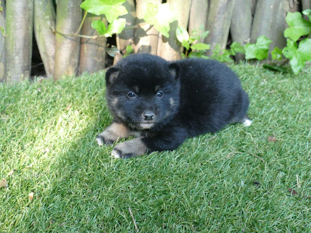 Du Temps Des Amazones - Chiots disponibles - Shiba