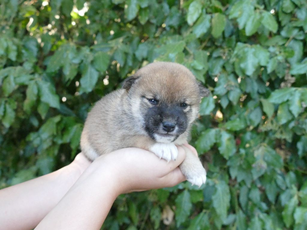 Du Temps Des Amazones - Chiots disponibles - Shiba