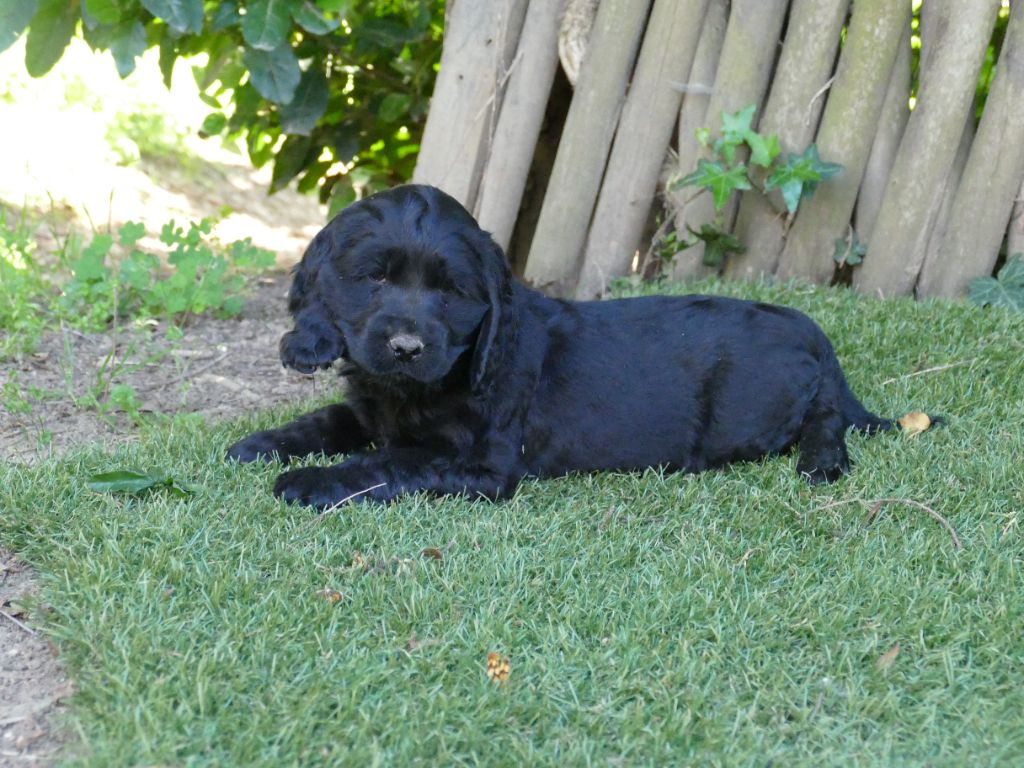 Du Temps Des Amazones - Chiots disponibles - Cocker Spaniel Anglais