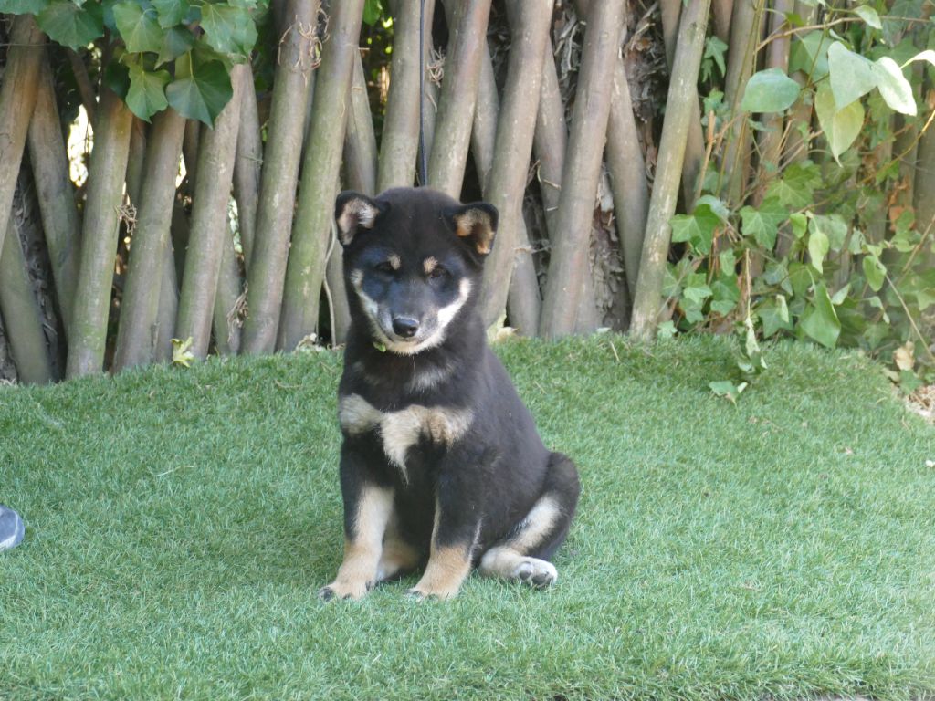 Du Temps Des Amazones - Chiots disponibles - Shiba