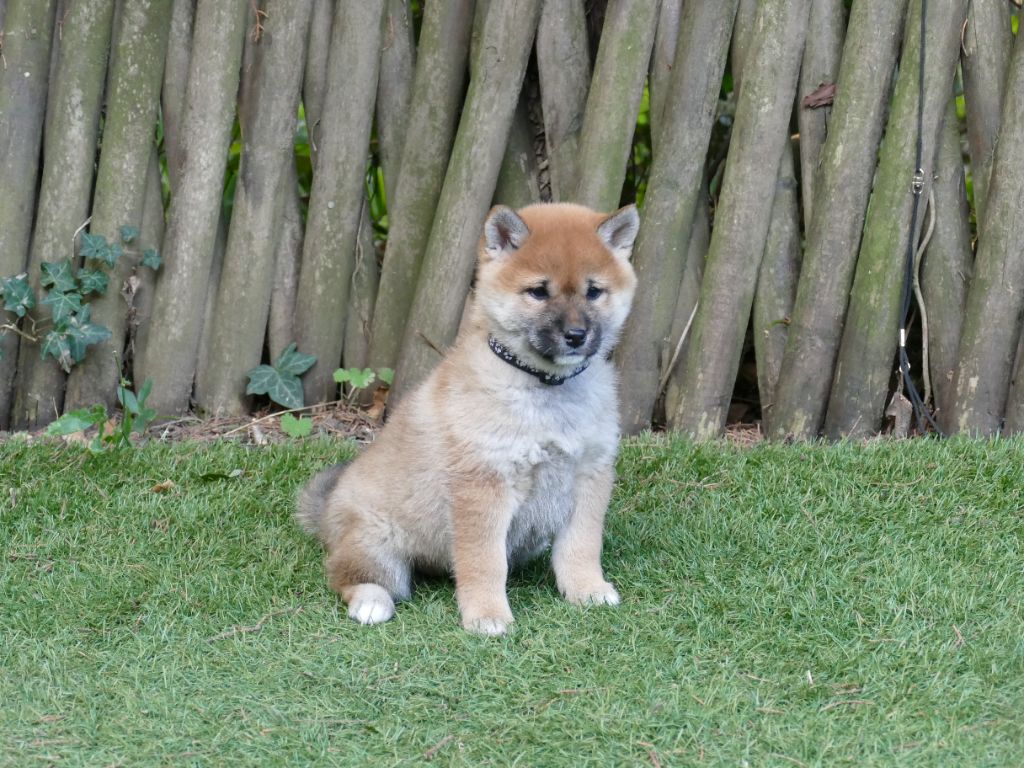 Du Temps Des Amazones - Chiots disponibles - Shiba