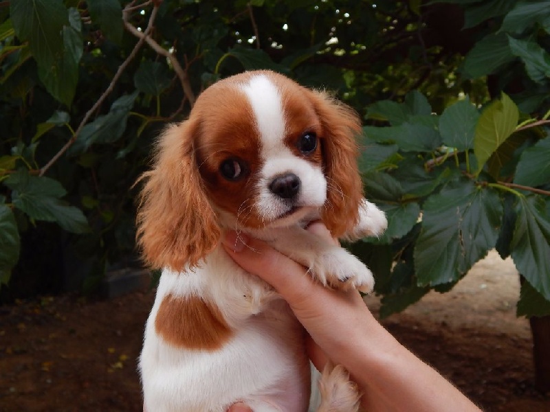 Du Temps Des Amazones - Cavalier King Charles Spaniel - Portée née le 31/05/2016