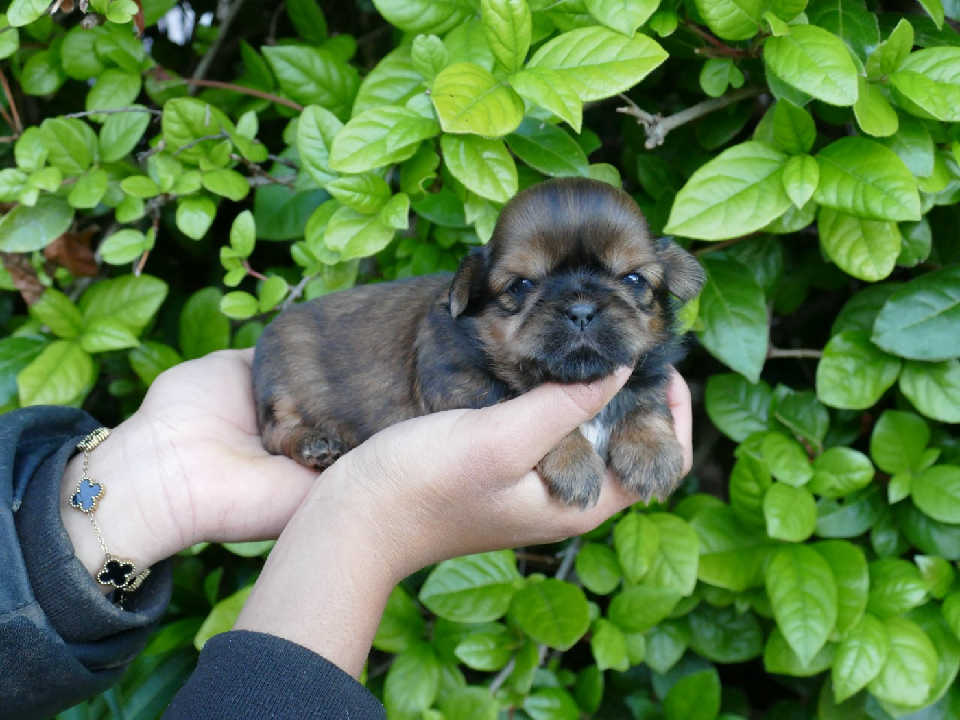 Du Temps Des Amazones - Chiots disponibles - Shih Tzu