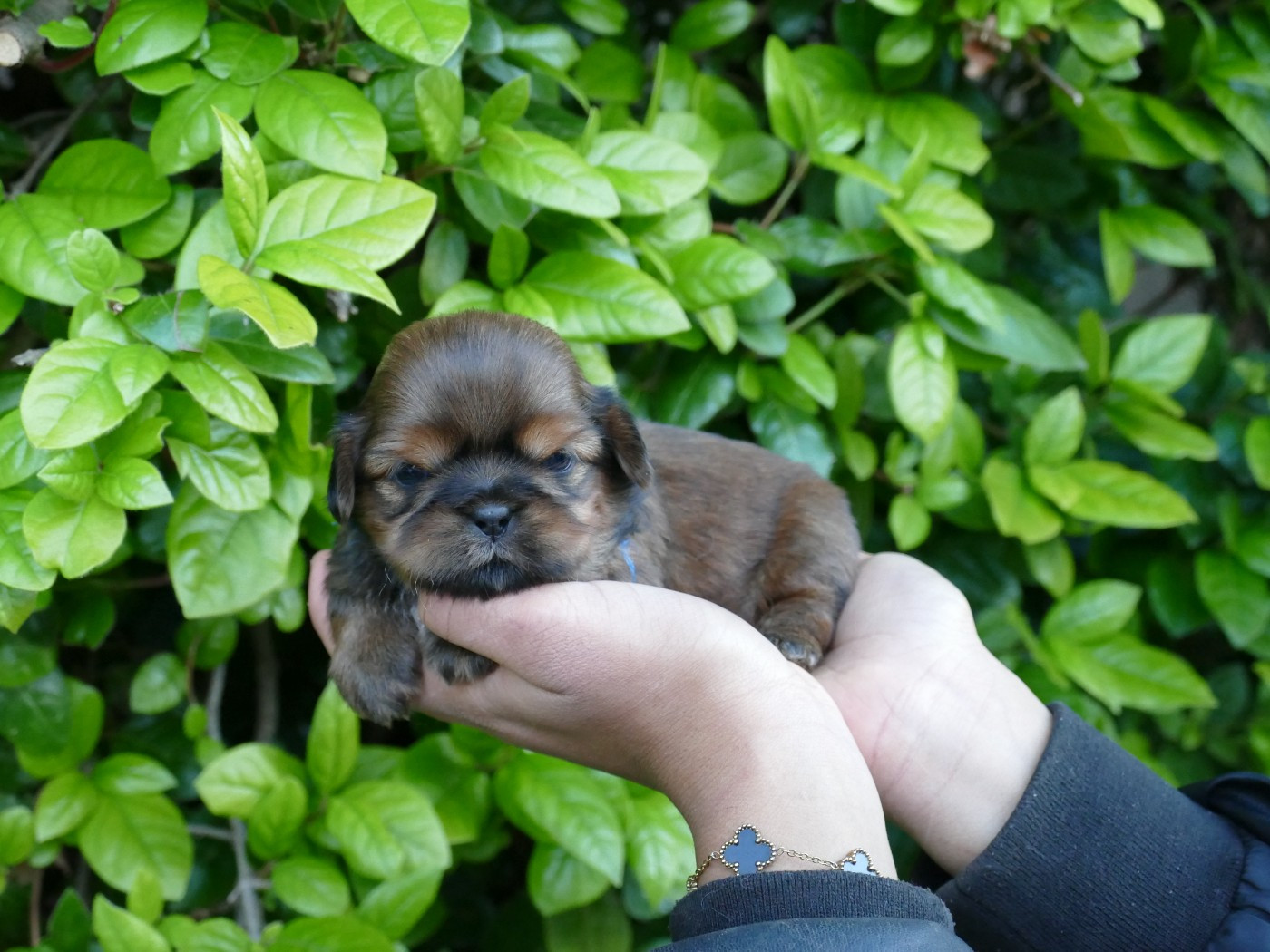 Du Temps Des Amazones - Chiots disponibles - Shih Tzu