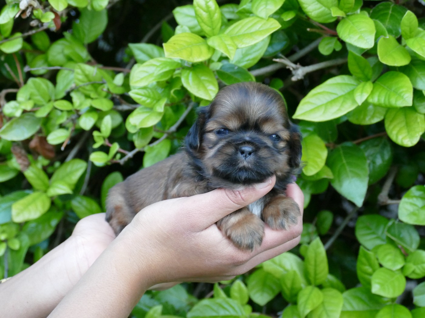 Du Temps Des Amazones - Chiots disponibles - Shih Tzu