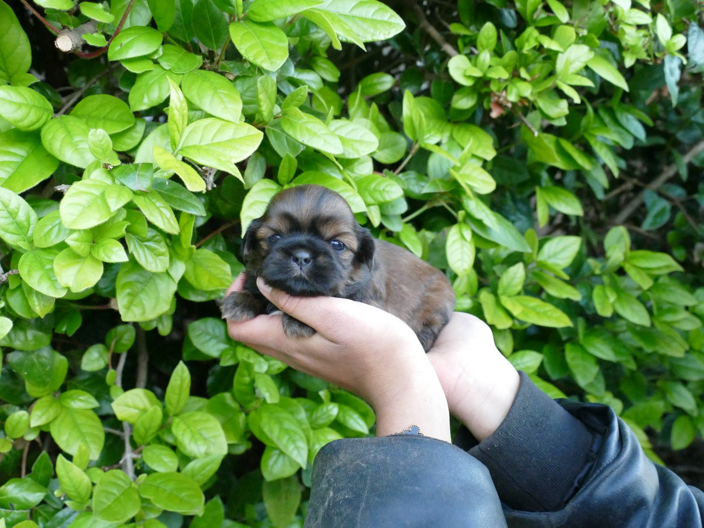 Du Temps Des Amazones - Chiots disponibles - Shih Tzu