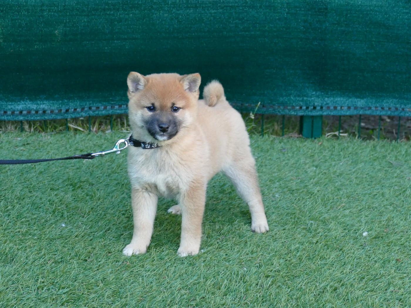 Du Temps Des Amazones - Chiots disponibles - Shiba