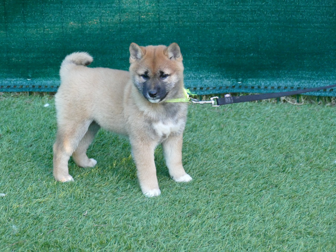 Du Temps Des Amazones - Chiots disponibles - Shiba