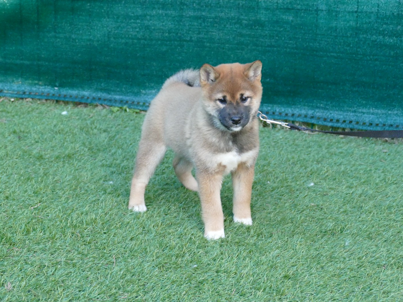 Du Temps Des Amazones - Chiots disponibles - Shiba