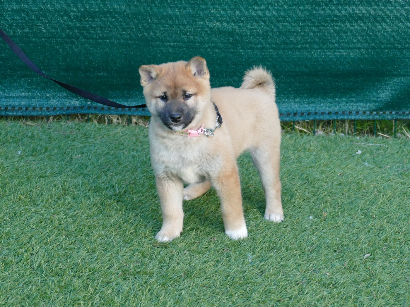 Du Temps Des Amazones - Chiots disponibles - Shiba