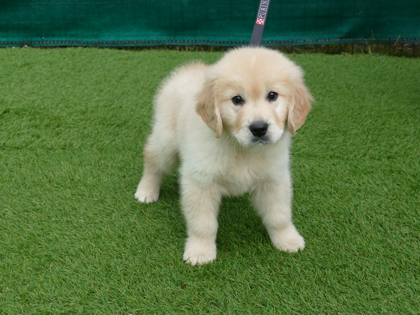 Du Temps Des Amazones - Chiots disponibles - Golden Retriever