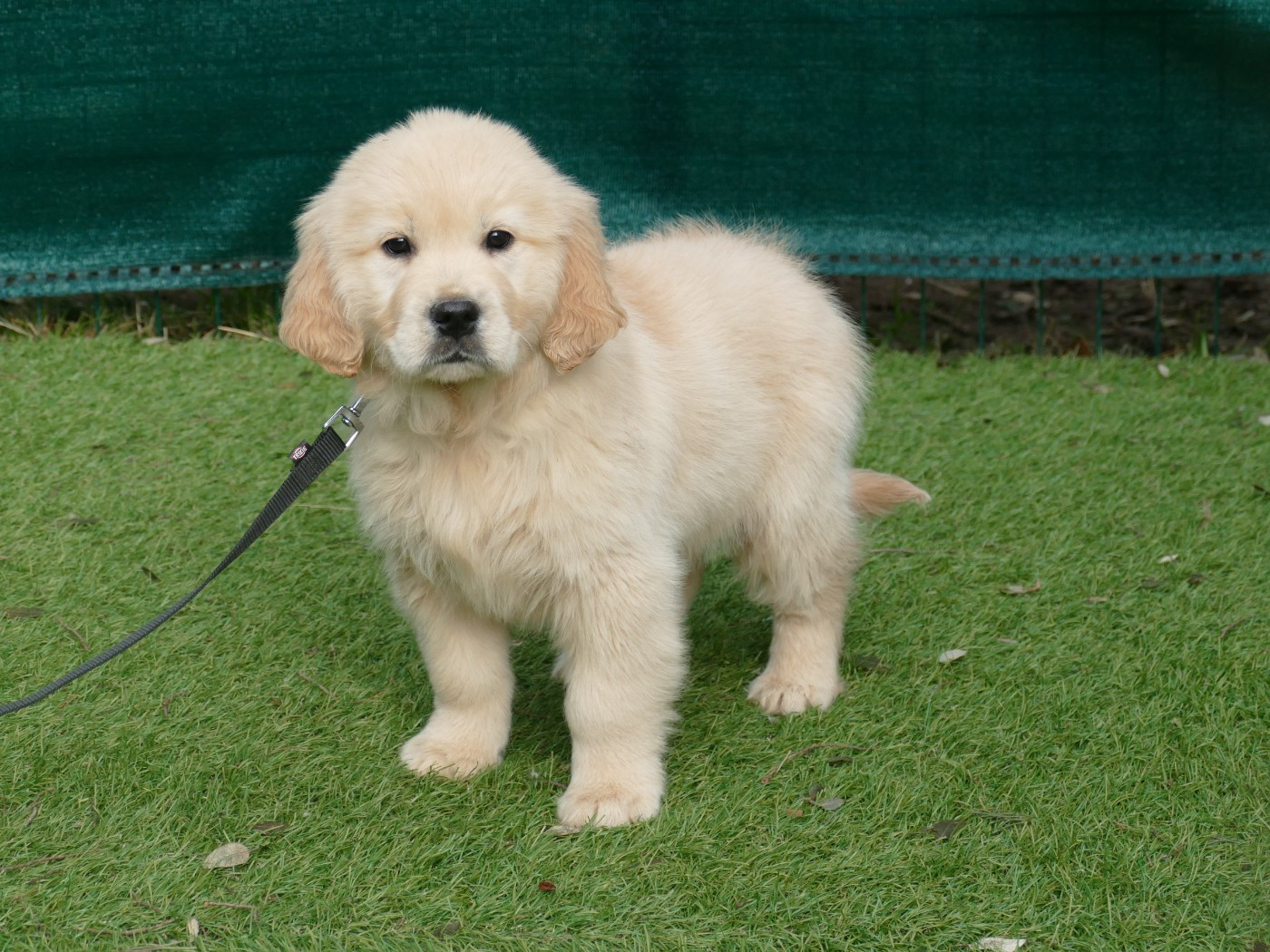 Du Temps Des Amazones - Chiots disponibles - Golden Retriever