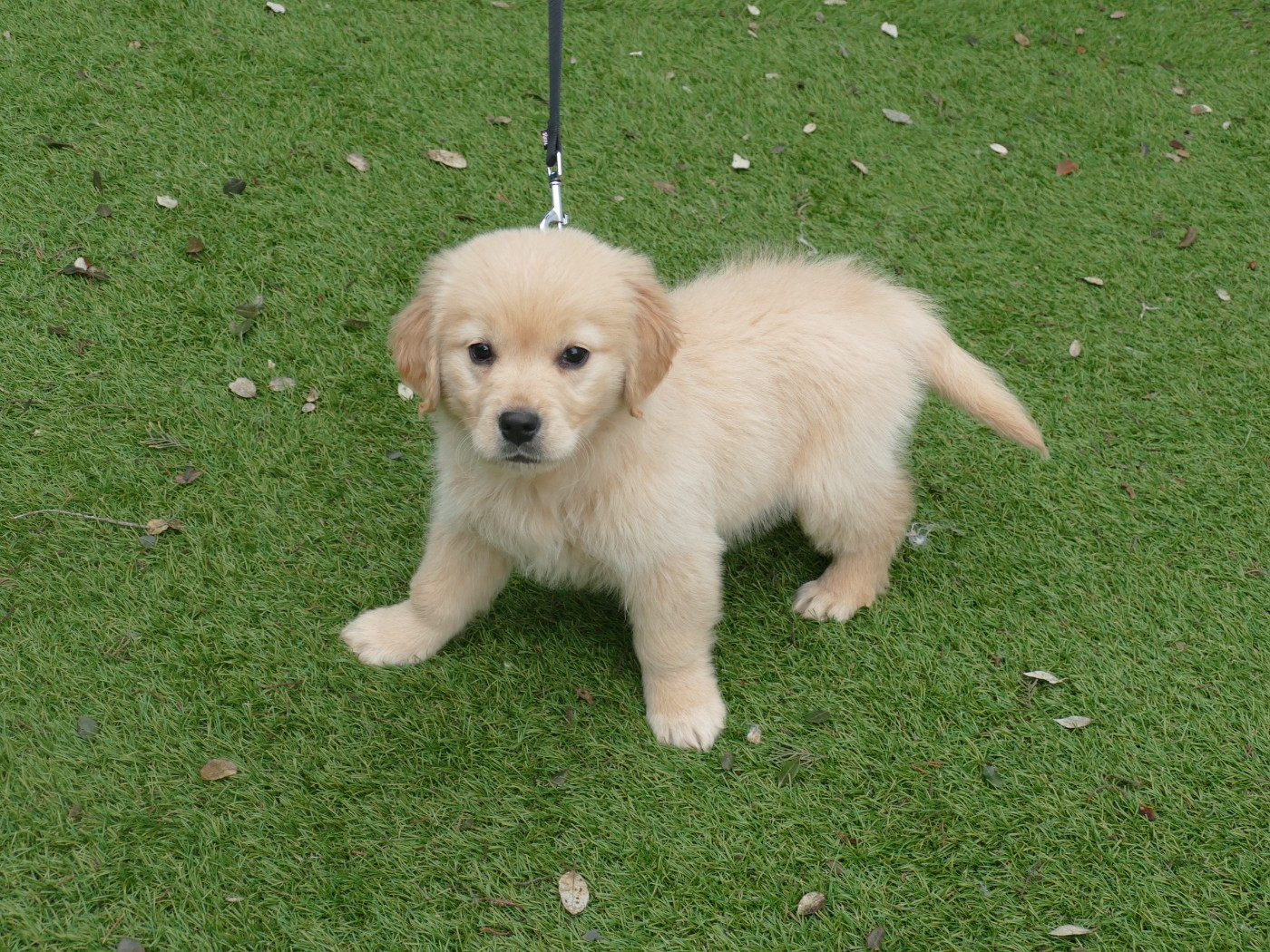 Du Temps Des Amazones - Chiots disponibles - Golden Retriever