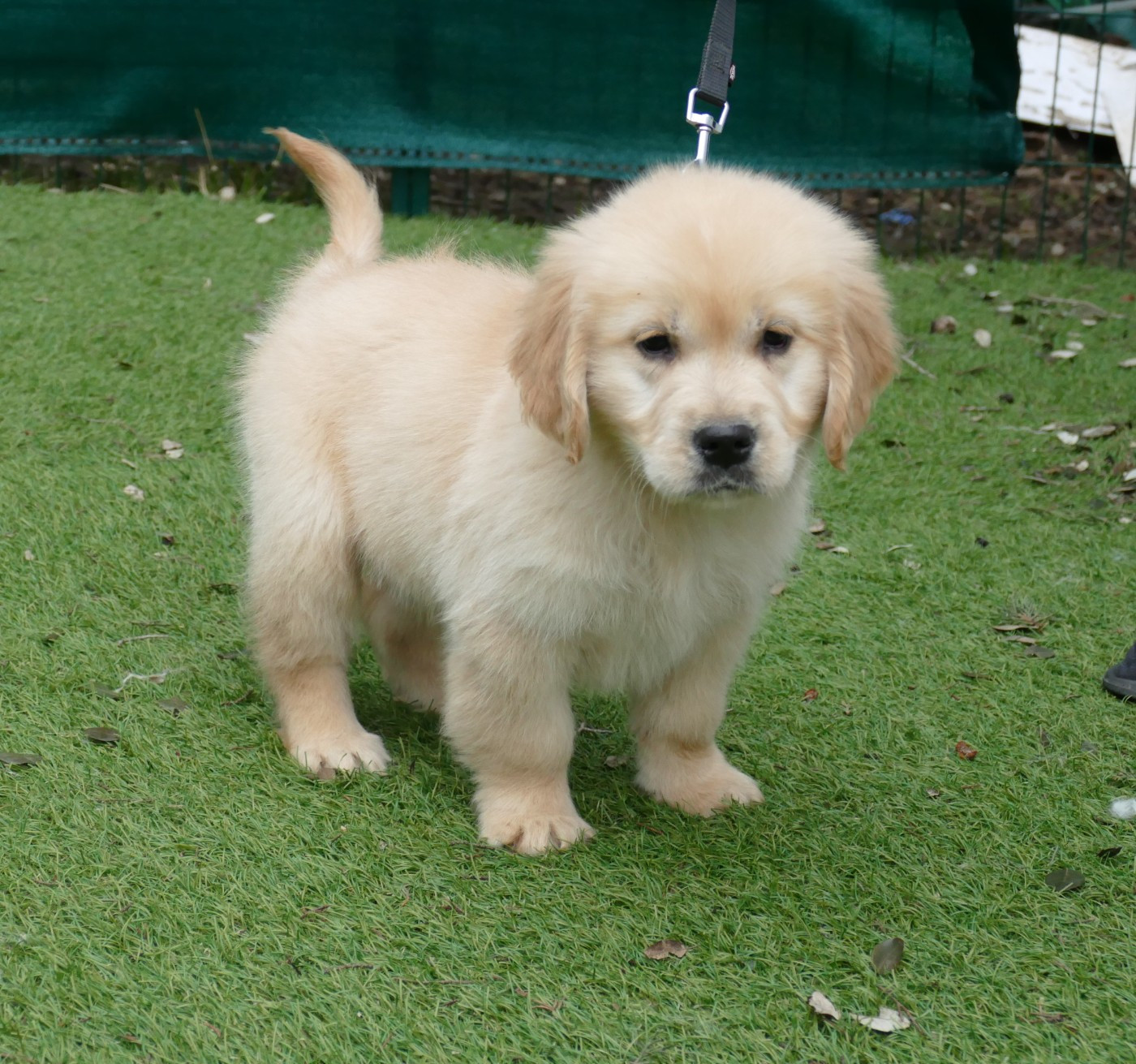 Du Temps Des Amazones - Chiots disponibles - Golden Retriever