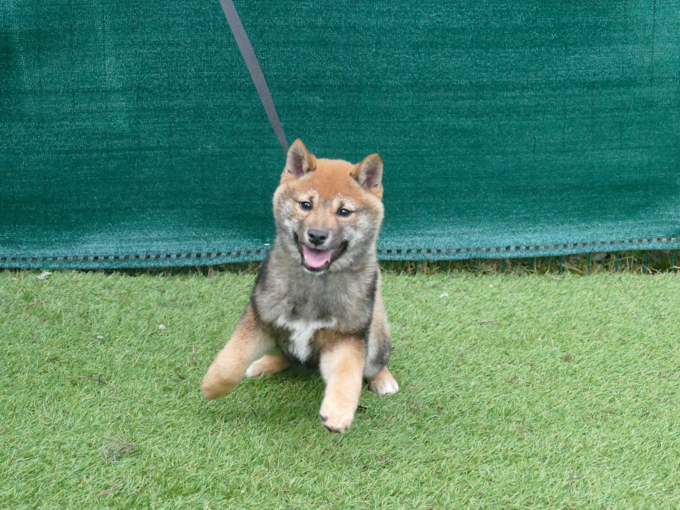 Du Temps Des Amazones - Chiots disponibles - Shiba