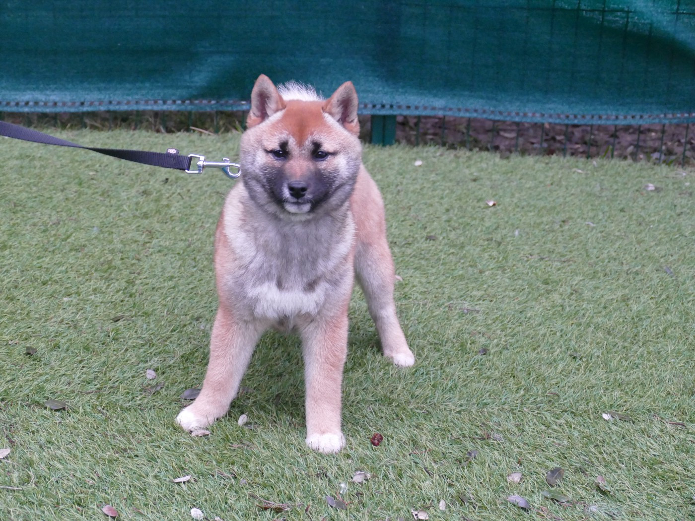 Du Temps Des Amazones - Chiots disponibles - Shiba