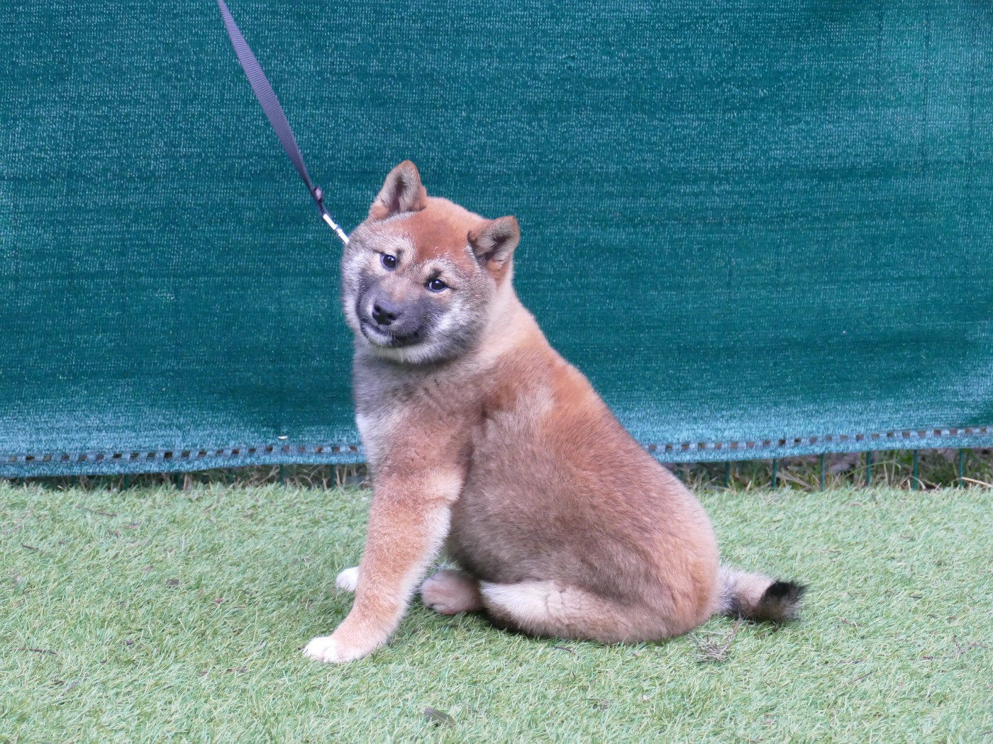 Du Temps Des Amazones - Chiots disponibles - Shiba
