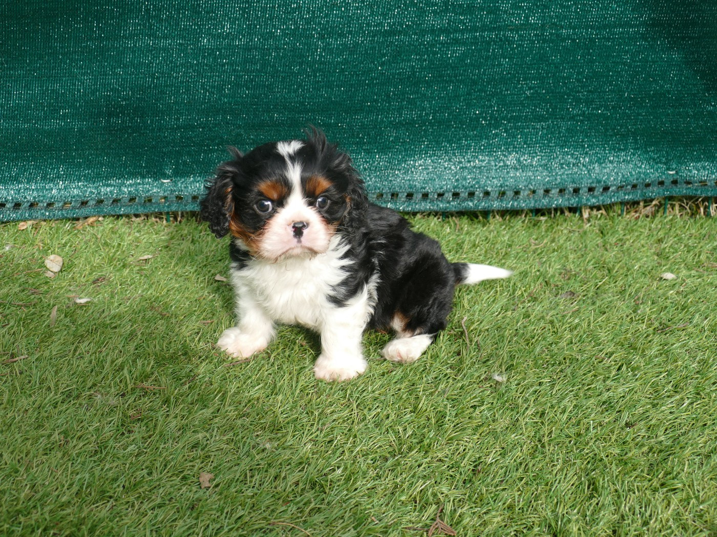 Du Temps Des Amazones - Chiots disponibles - Cavalier King Charles Spaniel