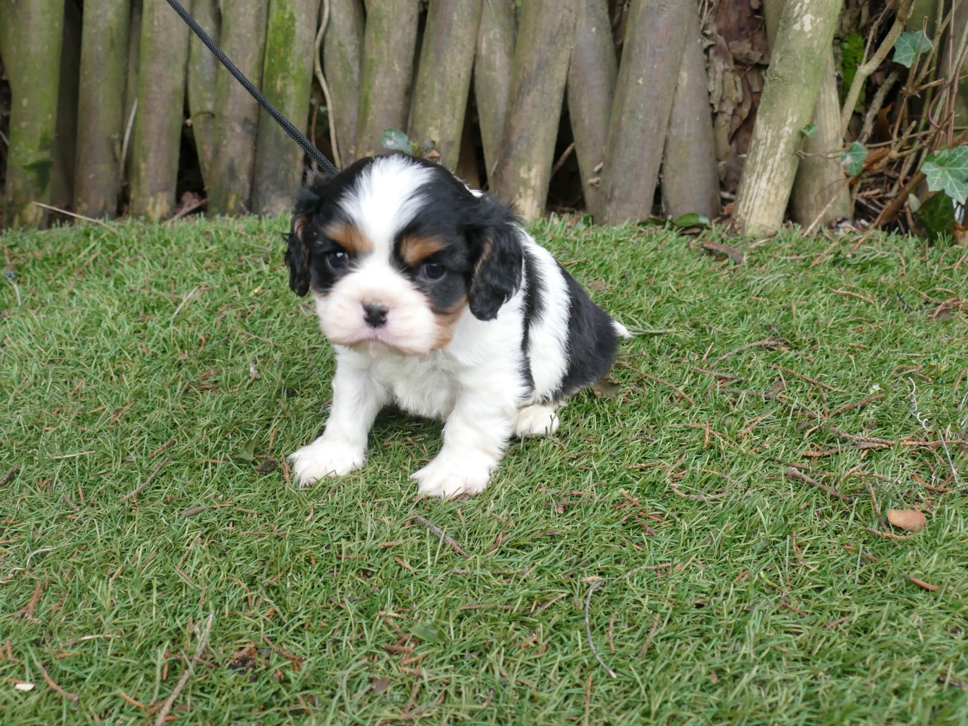 Du Temps Des Amazones - Chiots disponibles - Cavalier King Charles Spaniel