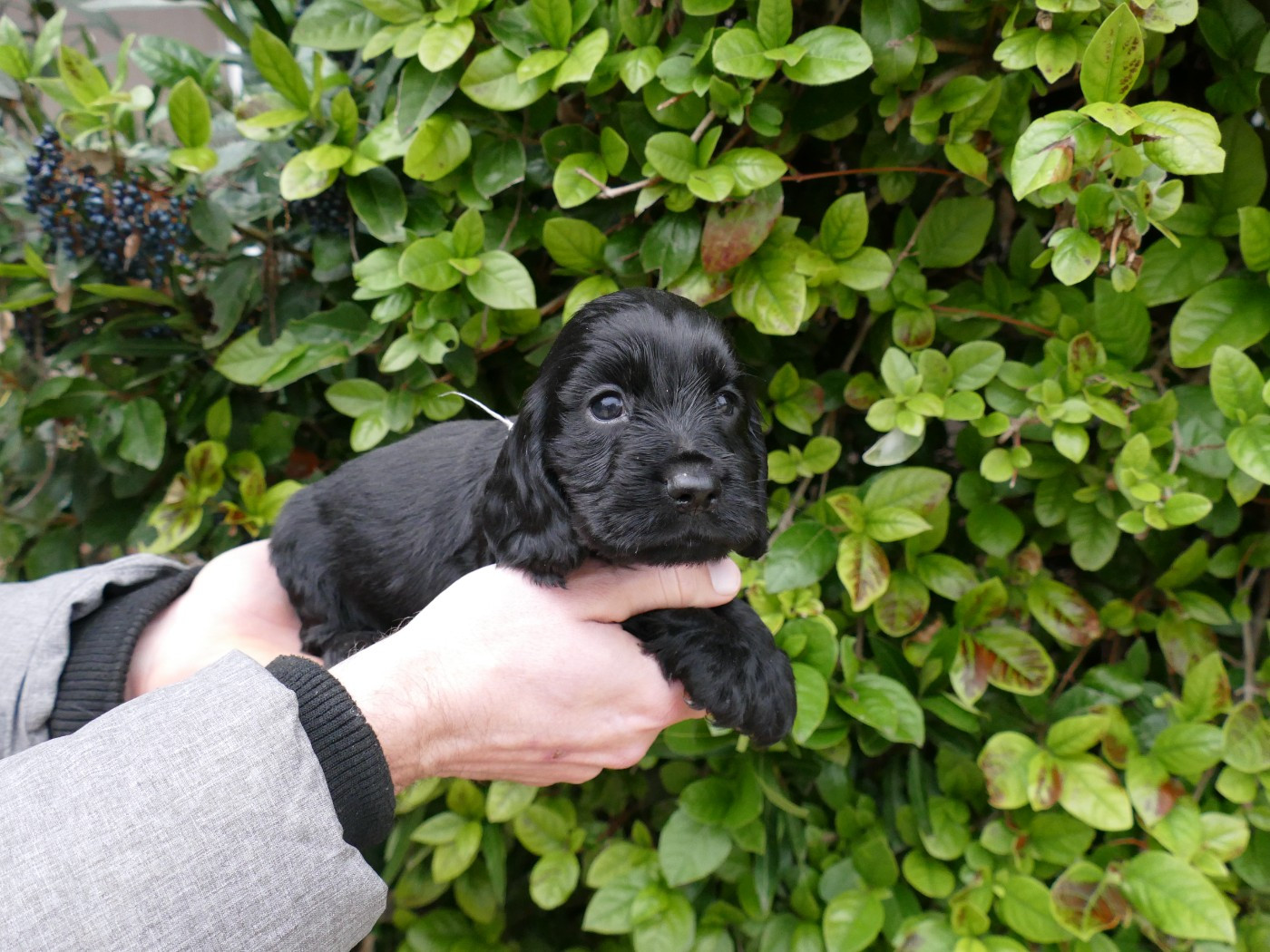 Du Temps Des Amazones - Cocker Spaniel Anglais - Portée née le 29/12/2025