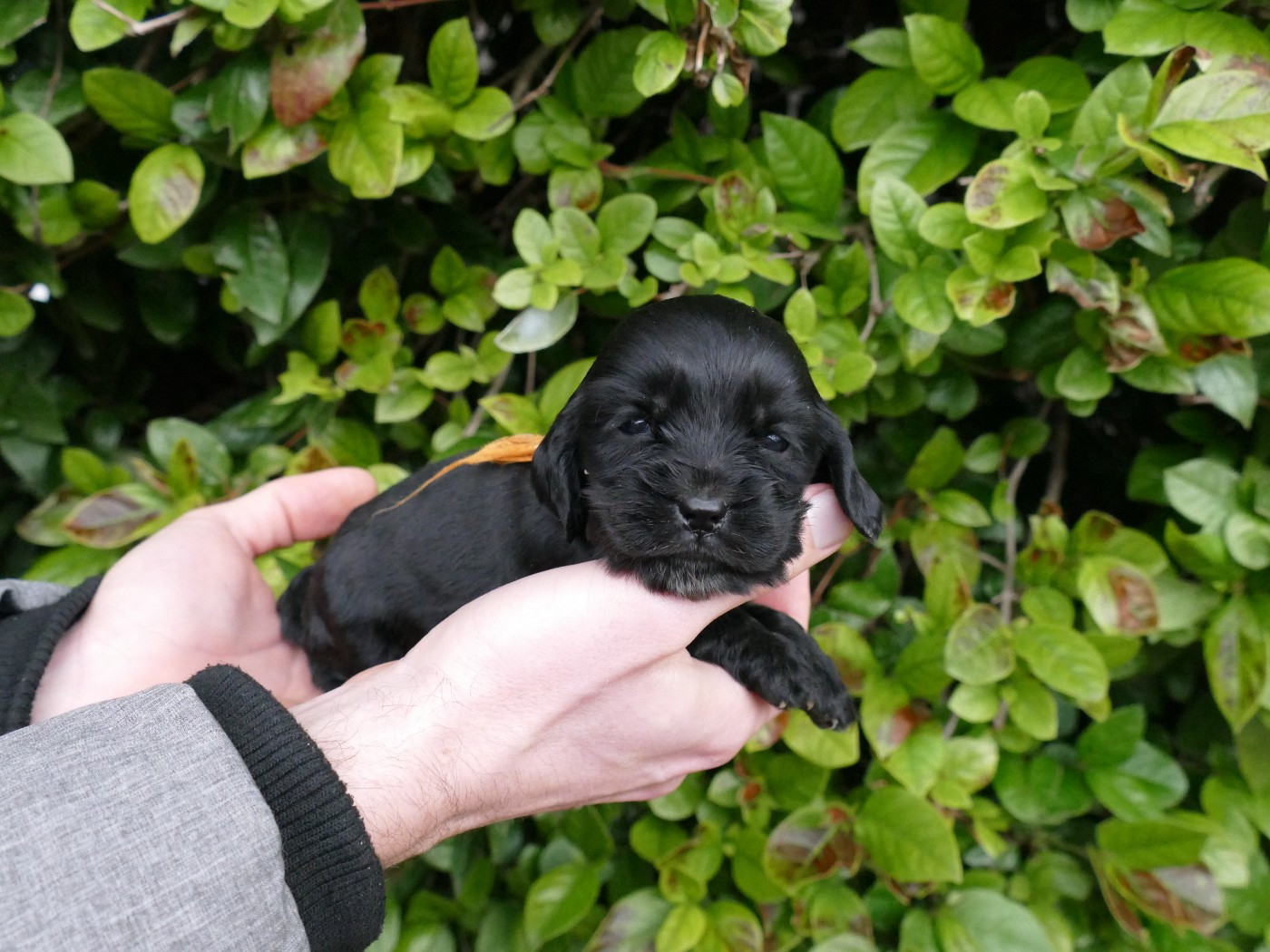 Du Temps Des Amazones - Cocker Spaniel Anglais - Portée née le 04/01/2026