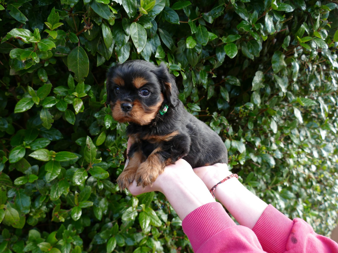Du Temps Des Amazones - Chiots disponibles - Cavalier King Charles Spaniel