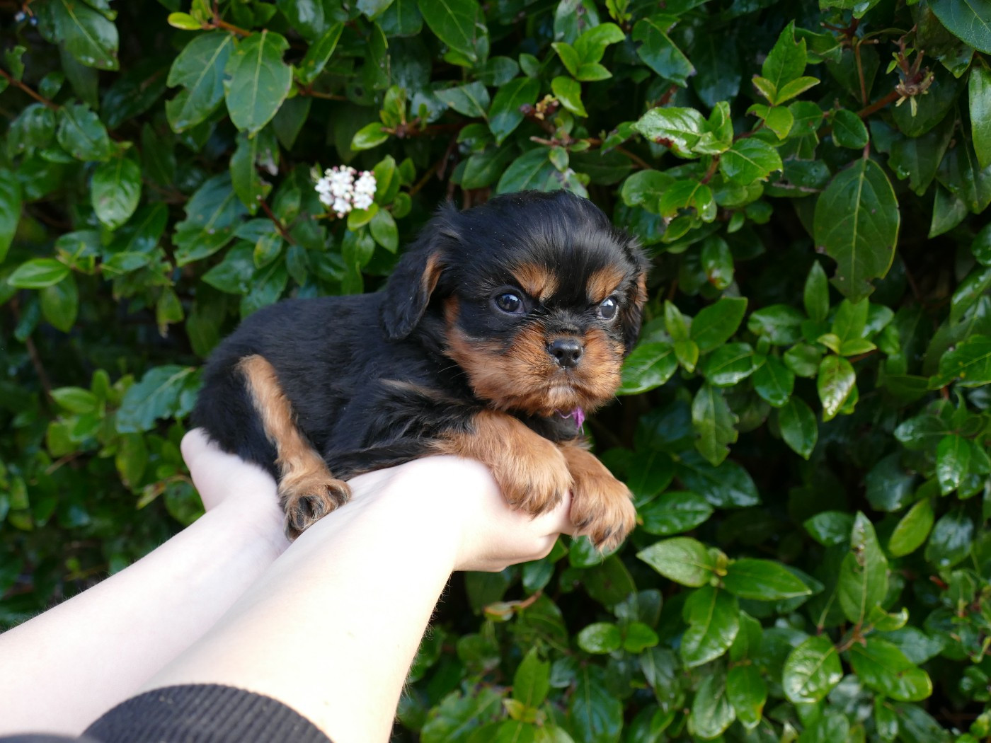 Du Temps Des Amazones - Chiots disponibles - Cavalier King Charles Spaniel