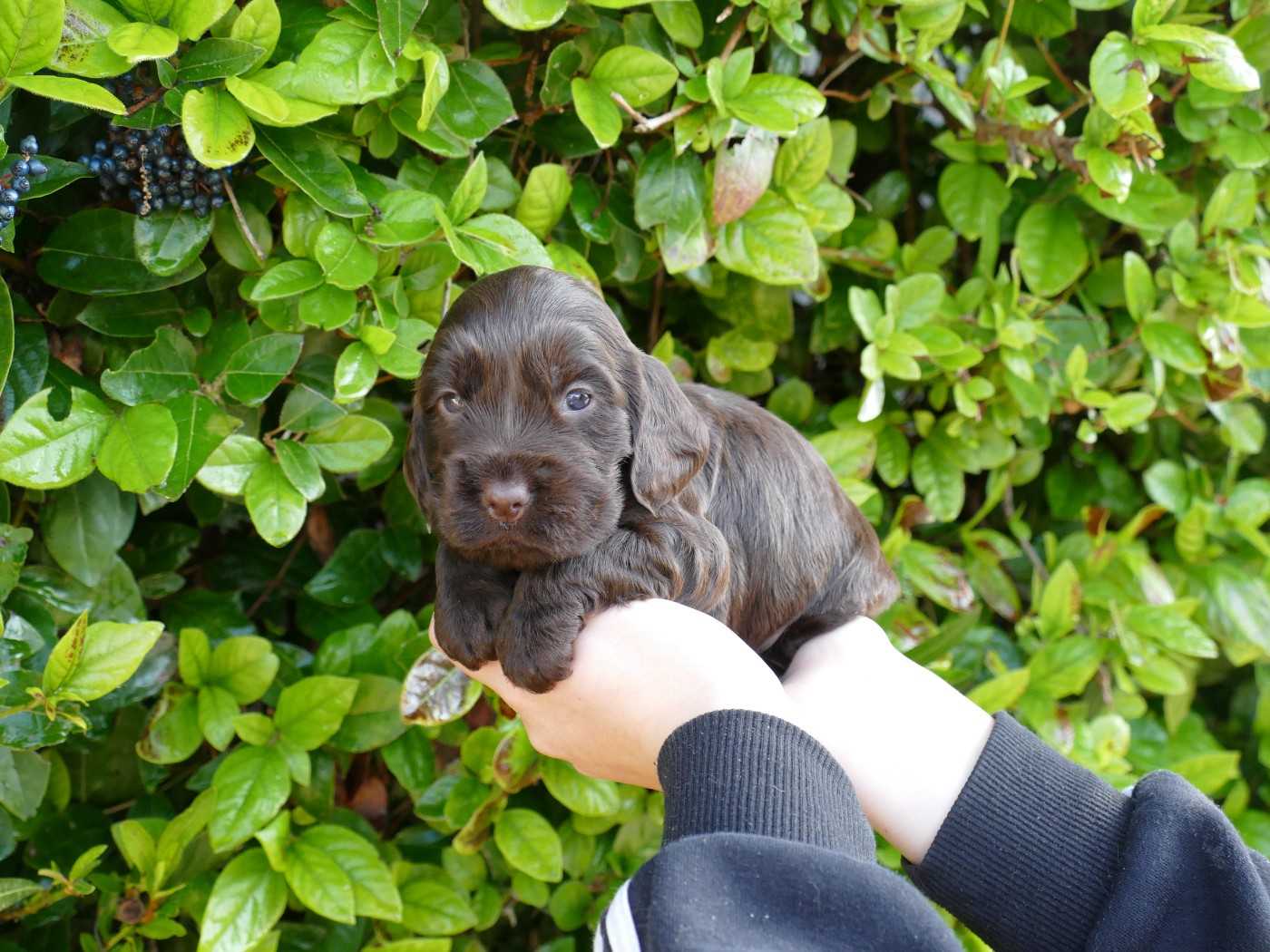 Du Temps Des Amazones - Cocker Spaniel Anglais - Portée née le 16/01/2026