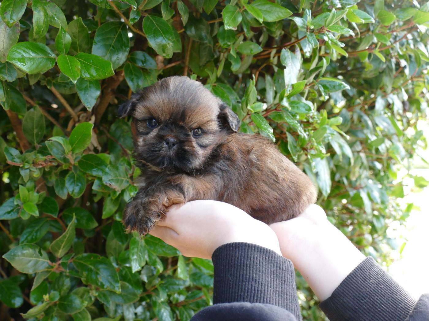 Du Temps Des Amazones - Chiots disponibles - Shih Tzu