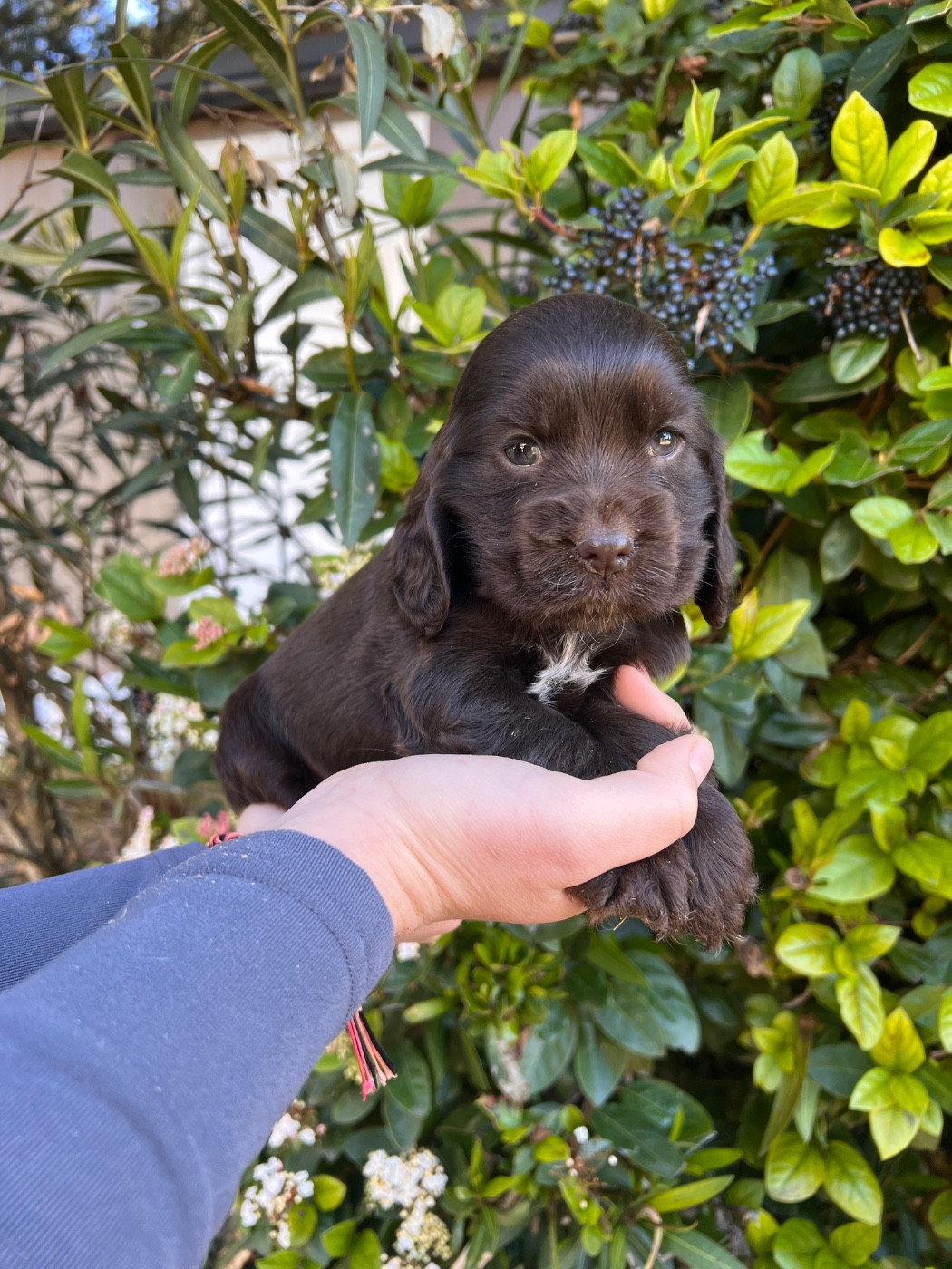 Du Temps Des Amazones - Cocker Spaniel Anglais - Portée née le 09/01/2026