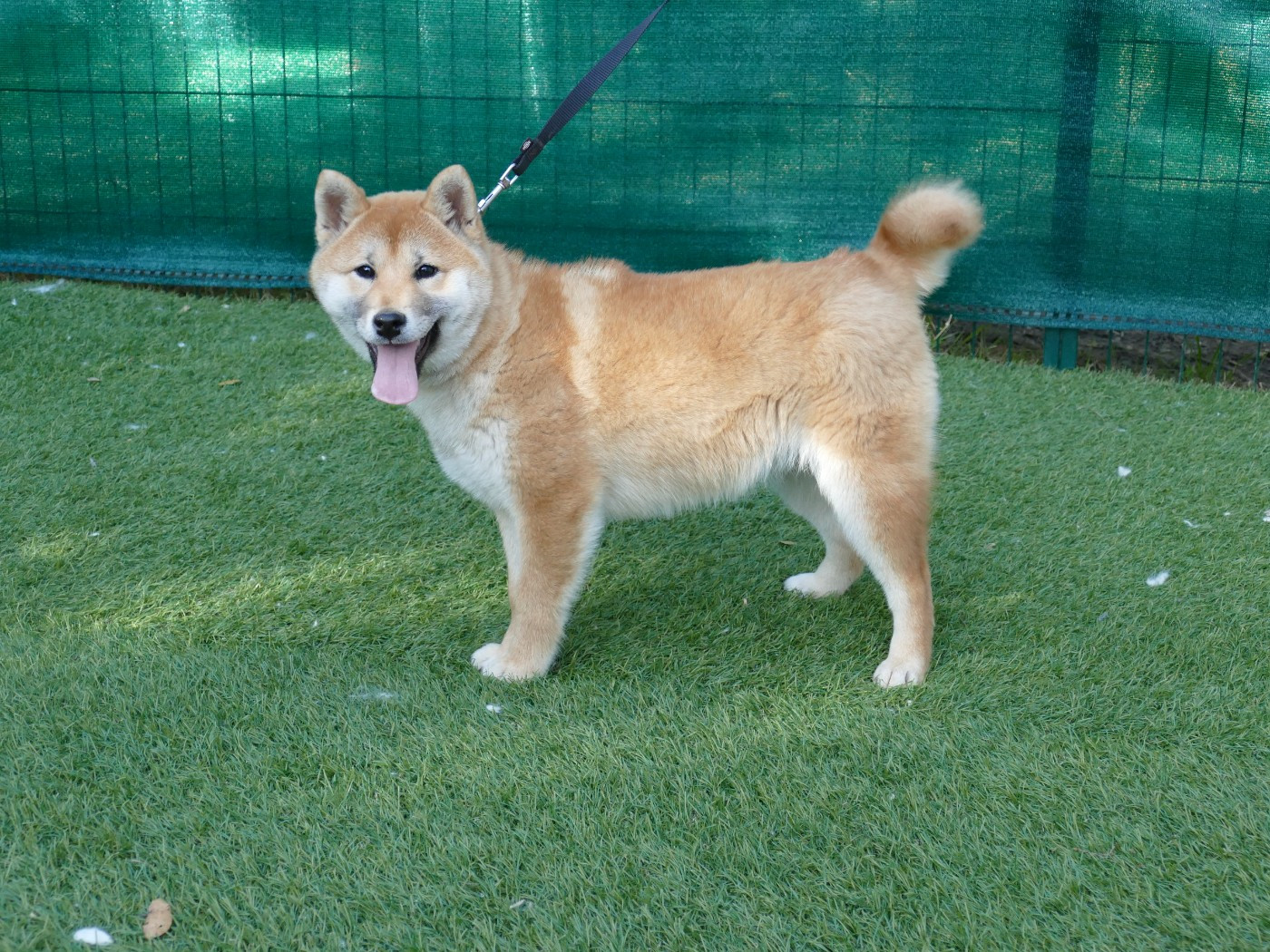 Du Temps Des Amazones - Chiots disponibles - Shiba