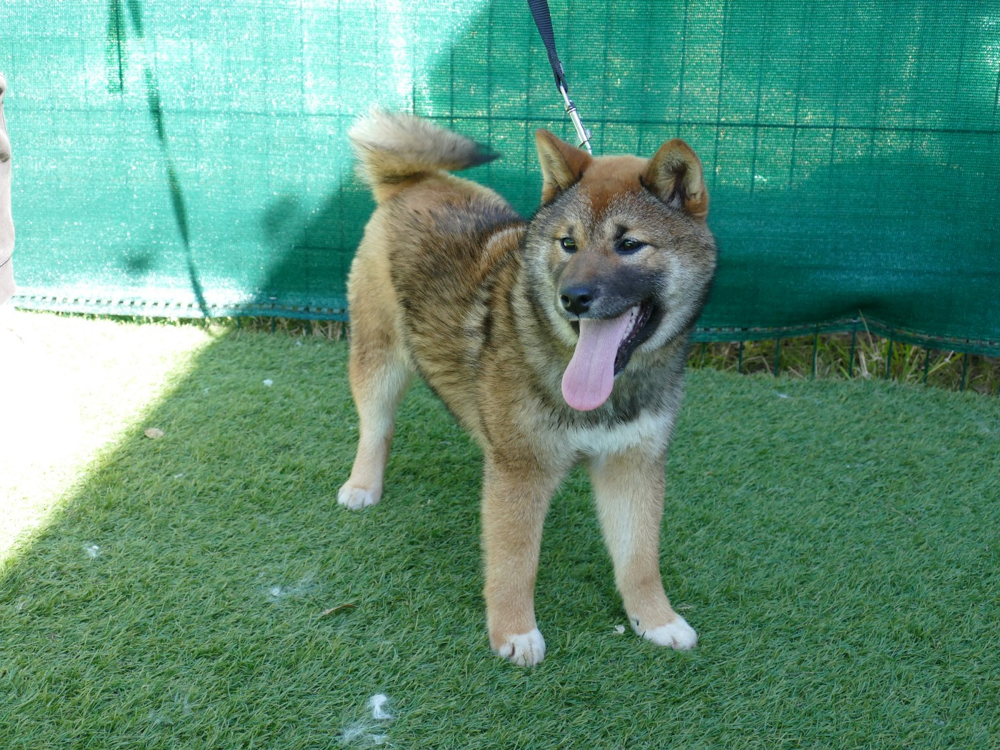 Du Temps Des Amazones - Chiots disponibles - Shiba