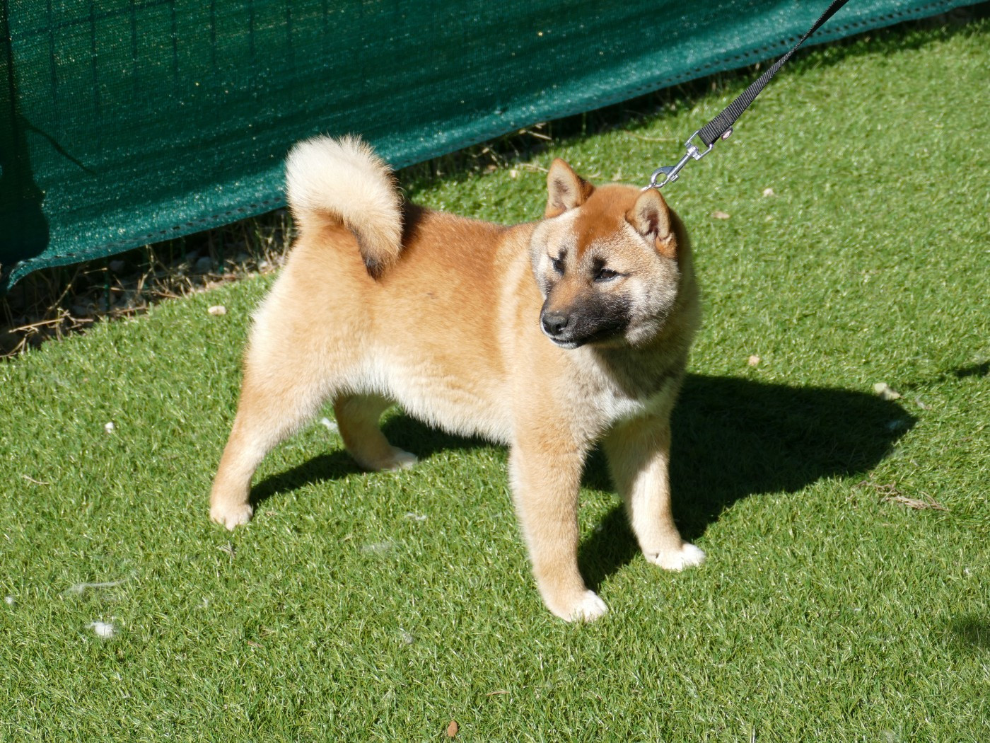 Du Temps Des Amazones - Chiots disponibles - Shiba